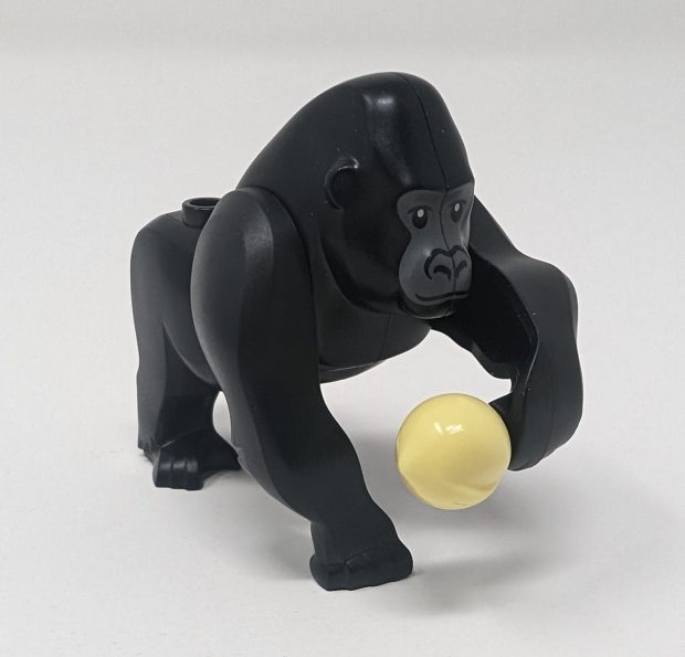 The adult gorilla is able to hold items in its hands.