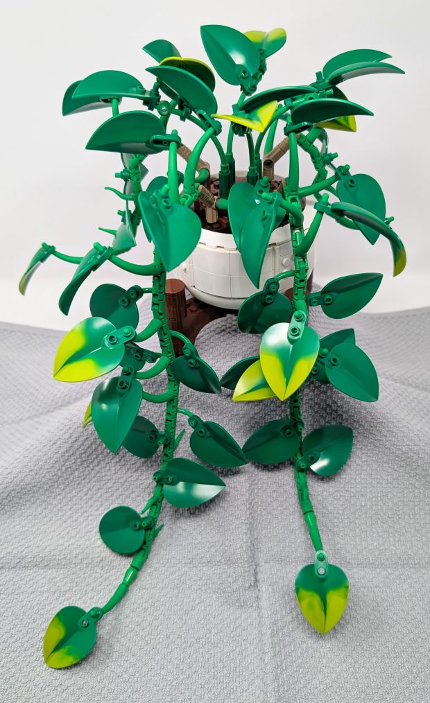 This plant is amazing and will be a hit.